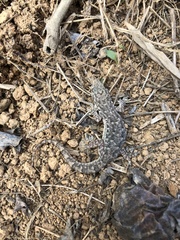 Hemidactylus bowringii