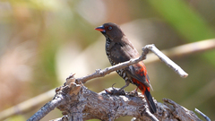 Emblema pictum