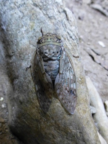 Yanga heathi