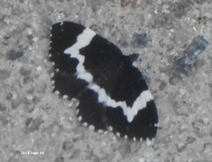 Rheumaptera hecate
