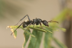 Camponotus sericeus