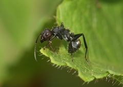 Orthonotomyrmex