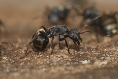 Camponotus sericeus
