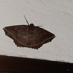 Synnomos firmamentaria