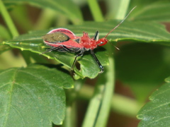 Gminatus wallengreni