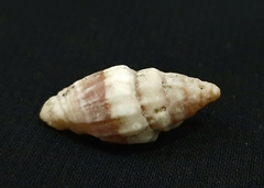 Gastropoda