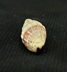 Gastropoda