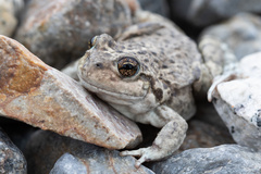 Pleurodema bufoninum