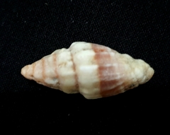 Gastropoda