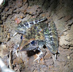 Ptychadena oxyrhynchus