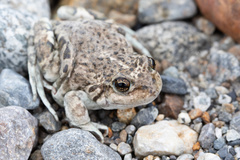 Pleurodema bufoninum