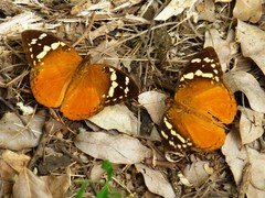 Aterica rabena