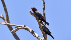 Emblema pictum