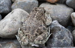 Pleurodema bufoninum