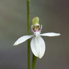 Caladenia minor