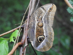 Eryphanis aesacus