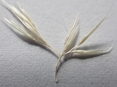 Gastridium phleoides