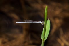 Agriocnemis argentea