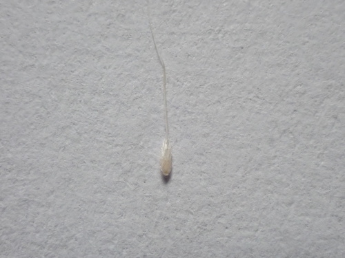 Image of Gastridium phleoides by (c) Nina Kerr, some rights reserved (CC BY)