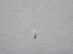 Gastridium phleoides