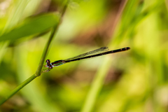 Agriocnemis argentea