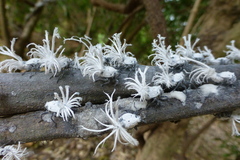 Flatida rosea
