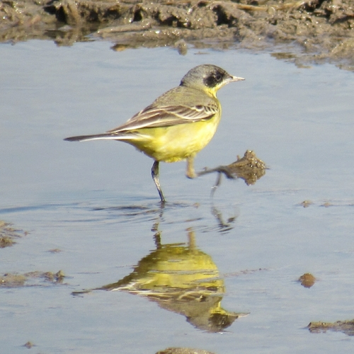 Western Yellow Wagtail