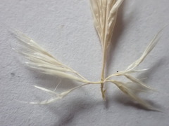 Gastridium phleoides