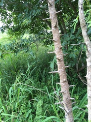 Searsia chirindensis