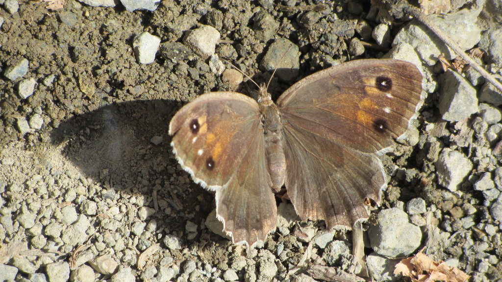 Satyrus iranica