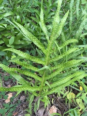 Microsorum scolopendria