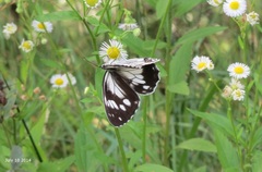 Melanargia epimede