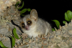 Microcebus griseorufus