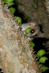 Microcebus griseorufus