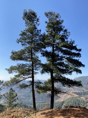 Pinus armandi