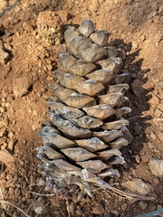Pinus armandi