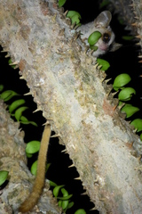 Microcebus griseorufus