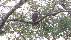 Accipiter striatus chionogaster