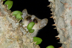 Microcebus griseorufus