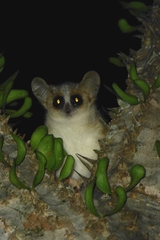 Microcebus griseorufus