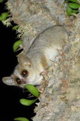 Microcebus griseorufus