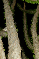 Microcebus griseorufus