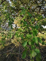 Cordia dentata