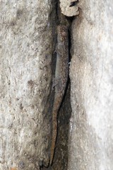 Blaesodactylus sakalava