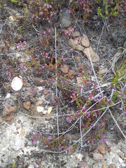 Erica planifolia