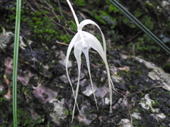 Brassavola cucullata