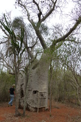 Blaesodactylus sakalava