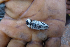 Neolycoreus corpulentus