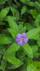 Ruellia squarrosa