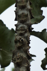 Neolycoreus corpulentus